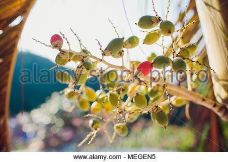 Asian palm seed