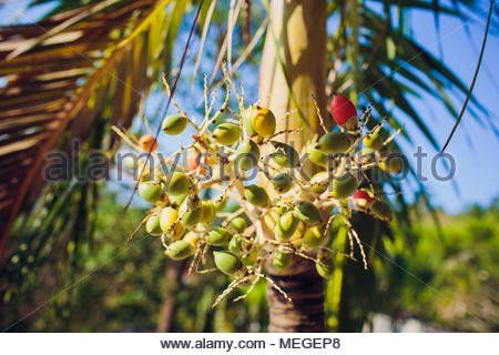 Asian palm seed