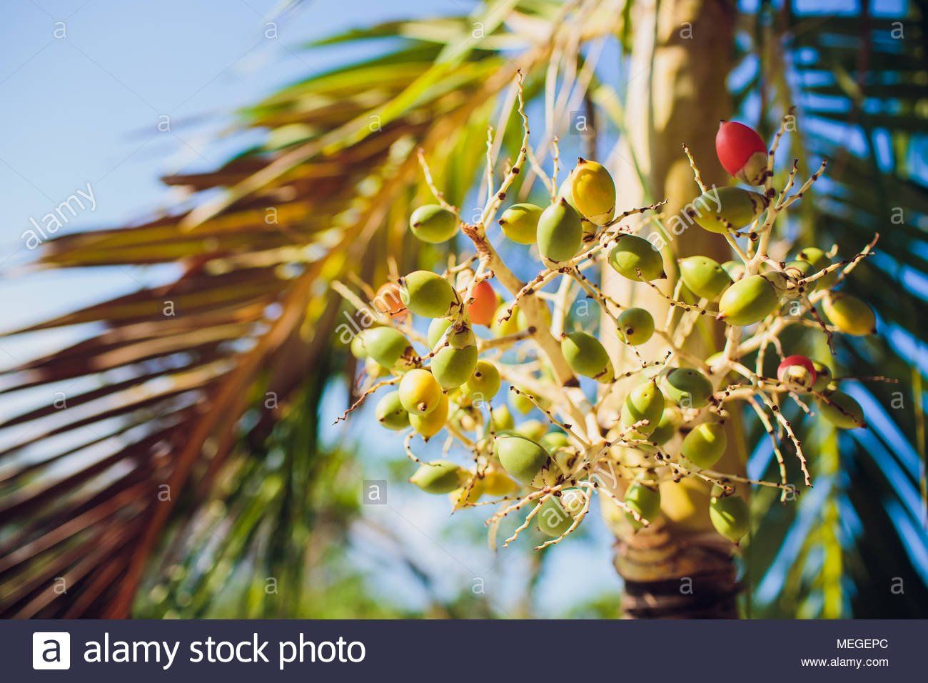 Asian palm seed